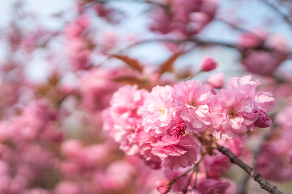 樱花春景（2019）